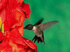 Male Ruby Throated Hummingbird